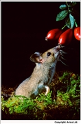 Field Mouse 1